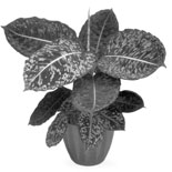 Диффенбахия (Dieffenbachia)