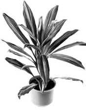 Кордилина верхушечная (Cordyline terminalis)