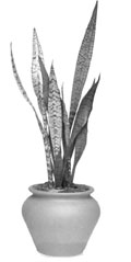 Сансевьера трехполосая, «щучий хвост» (Sansevieria trifasciata)