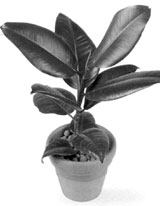 Фикус каучуконосный (Ficus elastica Variegata)