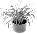 Хлорофитум хохлатый (Chlorophytum comosum)