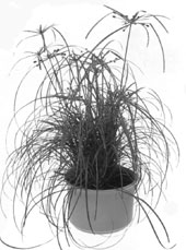 Циперус очереднолистный (Cyperus alternifolius)