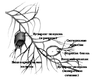 Пузырьки-ловушки пузырчатки