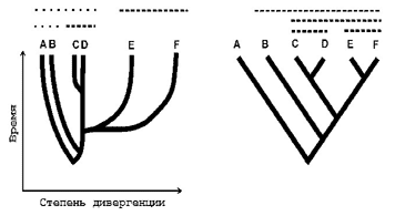 Рис. 8. Голо- и парофилия