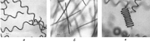 Рис. 2. Морфологические варианты клоновой культуры A. platensis