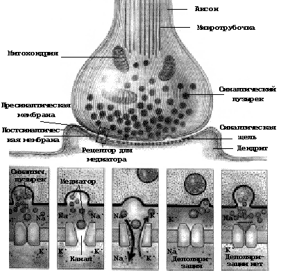 Рис. 1.  Схема выброса медиатора и процессов, происходящих в гипотетическом центральном синапсе