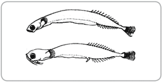 Schindlera brevipinetuka