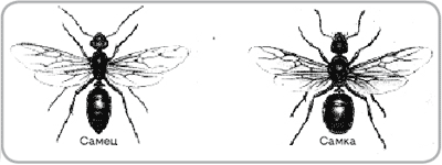Крылатые муравьи