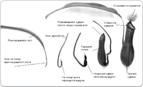 Развитие ловчего листа непентеса
