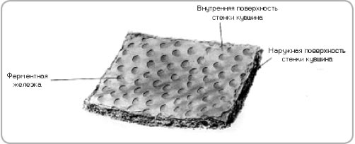 Микрофотография стенки кувшина