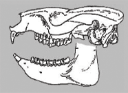 Реконструкция черепа Hemihegetotherium trilobus