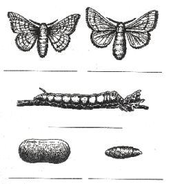 Развитие тутового шелкопряда прямое или с метаморфозом. Стадии постэмбрионального развития тутового шелкопряда. Цикл развития тутового шелкопряда. Стадии развития тутового шелкопряда. 4 Стадии развития тутового шелкопряда.