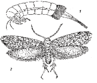 Мешочница Taleporia tubulosa: 1 – самка, 2 – самец