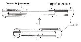 Рис. 5. Схема, иллюстрирующая процесс мышечного сокращения по принципу скользящих нитей