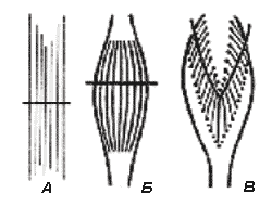 Рис. 6. Типы строения различных мышц (по А.А. Ухтомскому)
