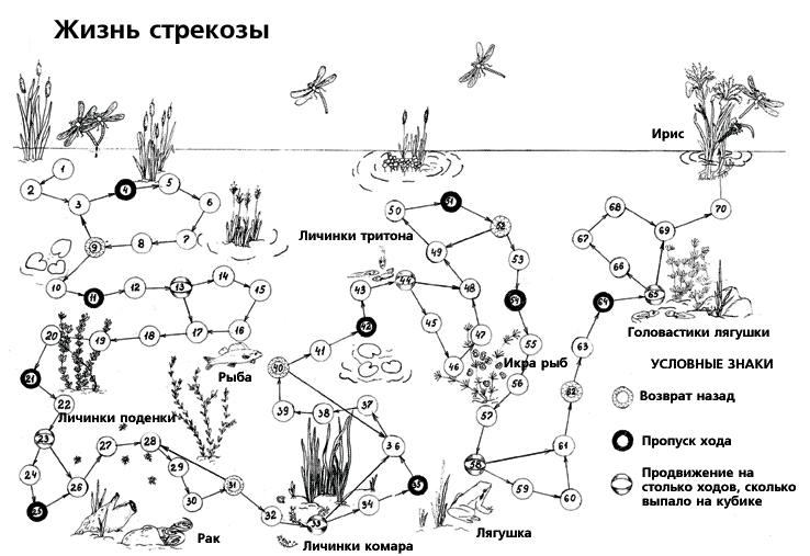 Жизнь стрекозы