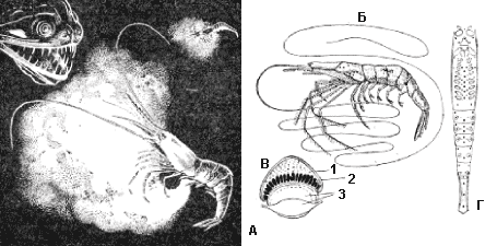 Глубоководные светящиеся креветки