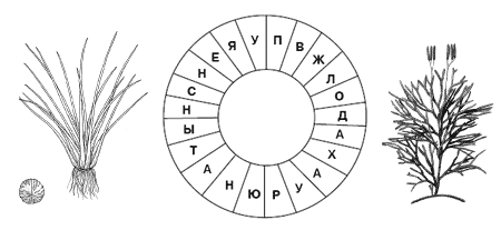 Головоломка «Плауны»