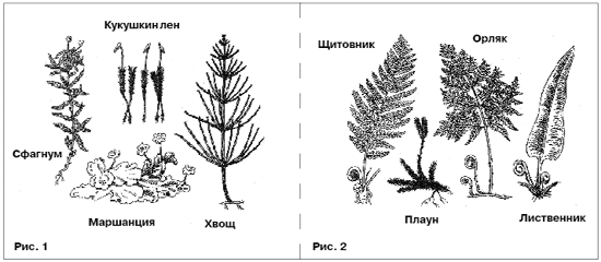 Лишнее изображение