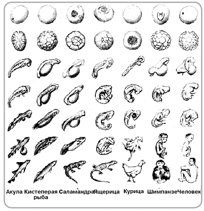 Стадии эмбрионального развития различных позвоночных