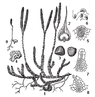 Плаун булавовидный (Lycopodium clavatum)