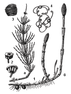 Хвощ полевой (Equisetum arvense)