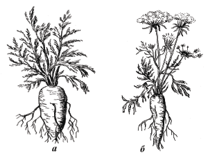 Рис. 1. Растение моркови: а – в 1-й год жизни; б – во 2-й год жизни