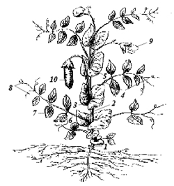 Части растения гороха схема