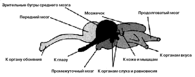 Головной мозг рыбы с отходящими нервами