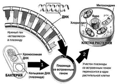 Механизм переноса генов из клетки в клетку