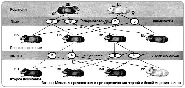 Рассмотрите рисунок определите доминантные признаки у кроликов темная или белая окраска гладкая или