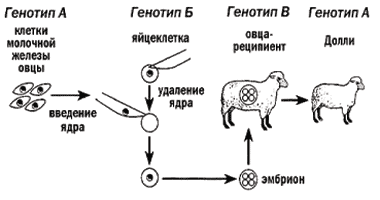 Схема генетического клонирования овцы (по Асланяну)