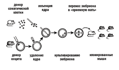 Схема клонирования мышей по Янагимачи