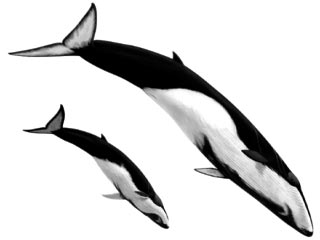 Кит-полосатик (Balaenoptera omurai)