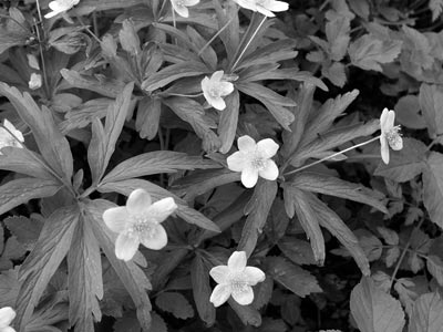 Ветреница лютичная (Anemone ranunculoides)