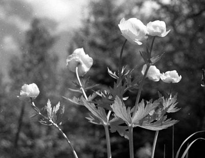 Купальница европейская (Trollius europaeus)