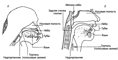 Схематическое изображение головы и шеи шимпанзе (А) и человека (Б)