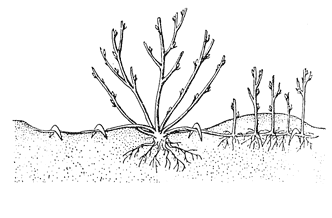 Рис. 2. Размножение крыжовника горизонтальными отводками