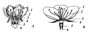 Рис. 13. Строение цветков вишни (А) и яблони (Б)