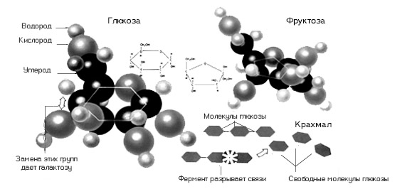 Схема образования глюкозы в процессе пищеварения