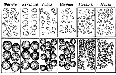 Рис. 19. Дражированные (внизу) и недражированные (вверху) семена различных сельскохозяйственных культур