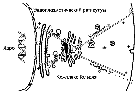 Направленный транспорт белков внутри клетки