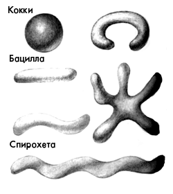 Формы бактерий