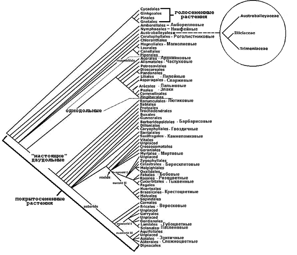 Схема филогенетических отношений между основными группами цветковых растений на основании анализа ряда признаков. Чем ближе расположены соответствующие группам «ветви» к группе голосеменных, тем больше примитивных черт присуще этим растениям. Русские названия приведены только для отдельных, широко известных, порядков