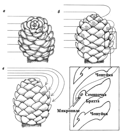 Схема шишки сосны