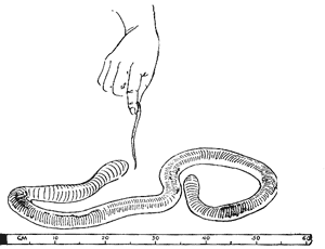 Гигантский дождевой червь в сравнении с обычным