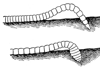 Зарывание червя в землю