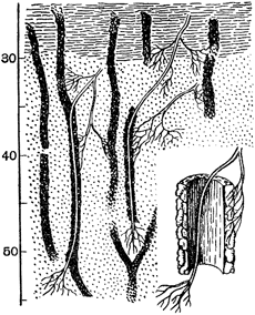Рост корней по земляным ходам червей