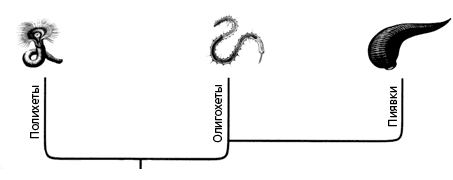 Родственные отношения между классами кольчатых червей