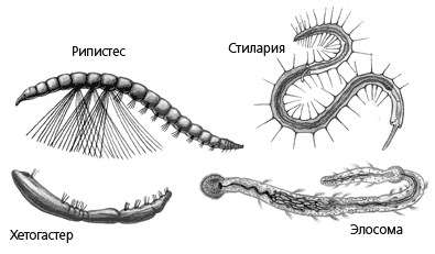 Малощетинковые кольчатые черви